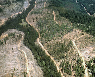 Little Indian Creek after beetle-infested Lodgepole pine harvest - 1973